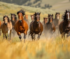 AI, Trawa, Konie, Galop