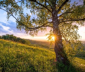 Wiosna, Promienie słońca, Kaiserstuhl, Niemcy, Wzgórze, Drzewo