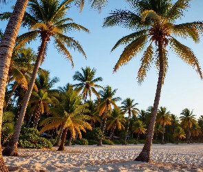 Grafika AI, Palmy, Tropikalna, Plaża