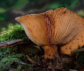 Ściółka, Patyki, Grzyb