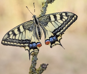Paź królowej, Gałąź, Motyl