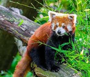 Liście, Kłoda, Czerwona panda, Pandka ruda