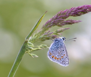 Roślina, Kwiat, Motyl, Modraszek ikar