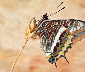 Sułtanek śródziemnomorski, Kłos, Motyl