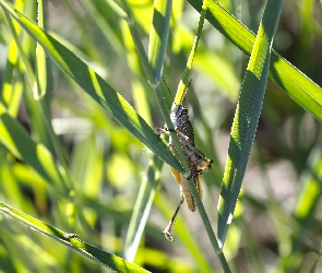 Konik polny, Trawa