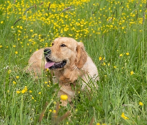 Pies, Golden retriever, Trawa