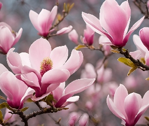 Jasnoróżowe, Magnolia, Listki, Kwiaty, Gałązki
