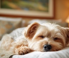 Śpiący, Yorkshire terrier, Pies