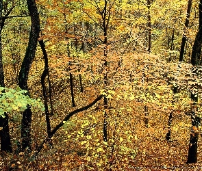 Las, Jesień