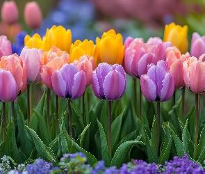 Listki, Tulipany, Kwiaty, Kolorowe