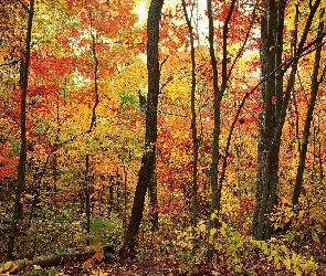 Jesienny, Las, Kolorowy