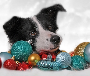 Bombki, Kolorowe, Pies, Border collie