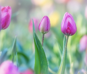 Pąki, Tulipany, Kwiaty, Różowe