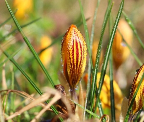 Pąk, Krople, Krokus
