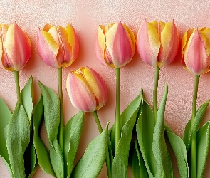 Tulipany, Listki, Różowo-żółte