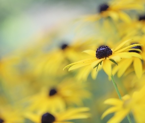 Zbliżenie, Kwiat, Rudbekia, Żółty