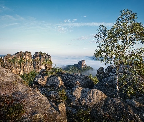 Krzewy, Brzoza, Góry Połabskie, Mgła Park Narodowy Saskiej Szwajcarii, Drzewo, Niemcy, Skały
