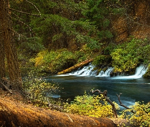 Las, Jesień, Gałęzie, Drzewa, Rzeka
