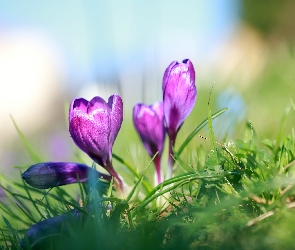 Fioletowe, Trawa, Krokusy, Kwiaty, Rozświetlone