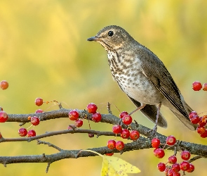 Gałązka, Owoce, Ptak, Drozd śpiewak