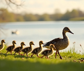 Kaczuszki, Grafika, Staw, Spacer, Kaczki