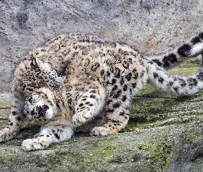 Zabawa, Skała, Dwa, Irbisy śnieżne