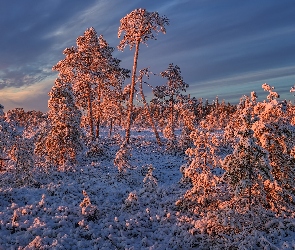 Ośnieżone, Rośliny, Drzewa, Oszronione, Zima