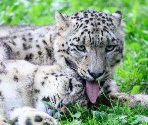 Leżące, Irbisy, Dwa