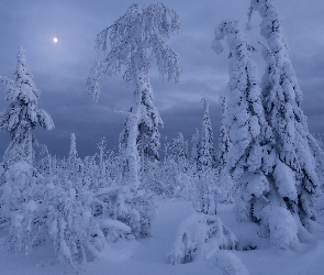 Las, Drzewa, Zima, Zaśnieżone, Księżyc, Zaspy, Zima, Noc