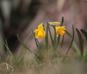 Kwiaty, Żółte, Narcyzy żonkile, Dwa