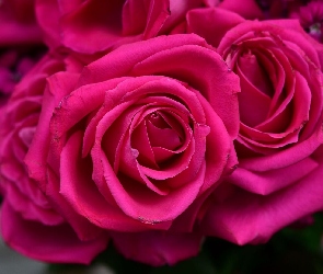 Kwiaty, Płatki, Różowe, Pąki, Róże