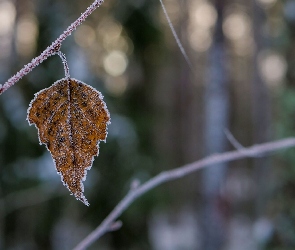 Liść, Gałąź, Oszroniony