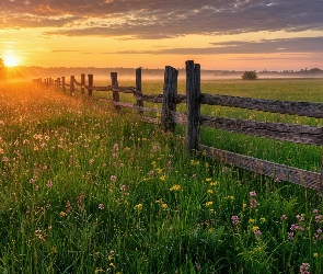 Wschód słońca, Drzewa, Ogrodzenie, Łąka, Kwiaty, Mgła
