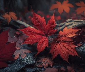 Klonu, Liście, Grafika, Czerwone