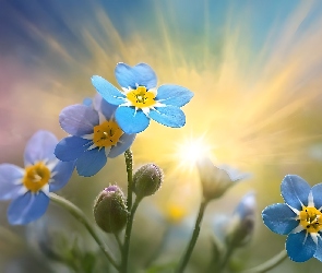 Niezapominajki, Grafika, Kwiaty, Niebieskie, Słońce