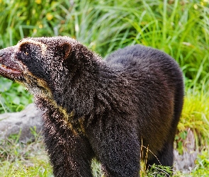 Niedźwiedź okularowy, Andyjski