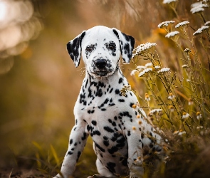 Kwiaty, Dalmatyńczyk, Szczeniak, Pies
