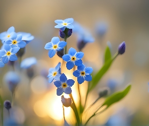 Grafika, Kwiaty, Niezapominajki, Niebieskie