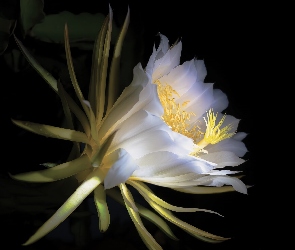Kaktus, Epiphyllum, Biały, Kwiat