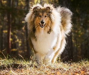 Pies, Trawa, Owczarek szkocki długowłosy