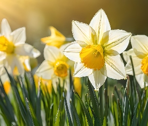Grafika, Narcyzy żonkile, Żółte, Kwiaty