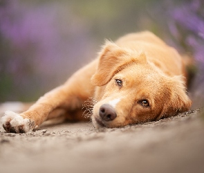 Pies, Retriever z Nowej Szkocji, Leżący