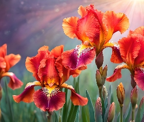 Grafika AI, Kwiaty, Czerwone, Irysy
