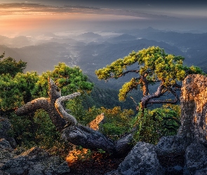 Chmury, Kamienie, Skały, Wschód słońca, Sosny, Góry, Drzewa