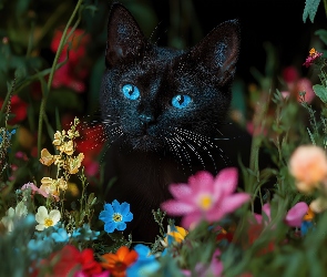 Grafika, Kwiaty, Kot, Czarny, Niebieskie, Oczy