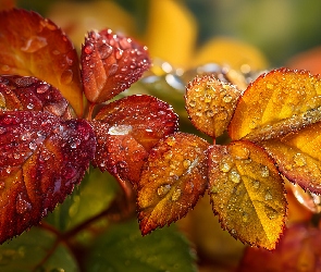 Grafika AI, Krople, Mokre, Liście