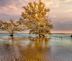 Chmury, Drzewa, Morze, Brzeg