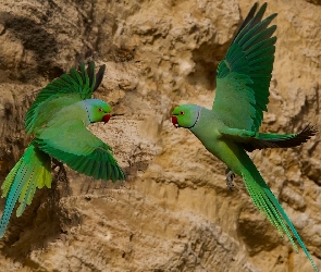 Skały, Aleksandretty obrożne, Dwie, Ptaki, Papugi, Zielone