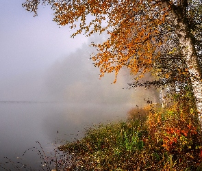 Mgła, Rośliny, Jezioro, Jesień, Brzoza, Drzewa