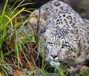 Irbis, Trawa, Przyczajony